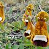 Zapatilla de la Virgen (Virgin's Slipper) - native
